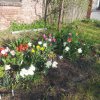 Corinas Stolz