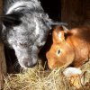 Butz und Hasi