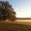 Eiche im Herbstlicht